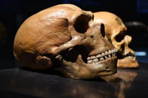 Skull of an ancient human